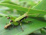 Interesting Grasshopper
