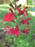 Red Autumn Sage