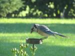 Blue Jay