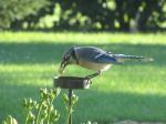 Blue Jay