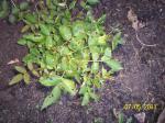 another view of rose bush