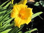 Daylily and the tiny bee  
