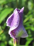 Japanese Iris...before opening