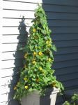 Black-eyed Susan vine