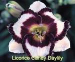 Licorice Candy Daylily