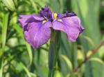 Japanese Iris