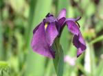 Japanese Iris