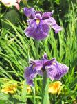 Japanese Iris