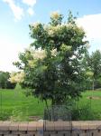 Lilac tree