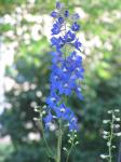 Delphinium