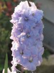 Delphinium