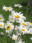 Shasta daisys