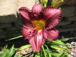 Daylily