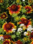 Gaillardia