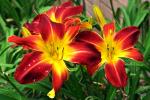 Ruby Slippers day lily