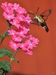 Hummingbird Moth & Verbena