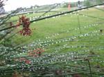 Juncus in the rain