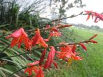 Crocosmias in the rain