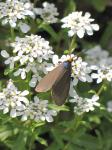 Virginia ctenuchid moth