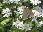 Virginia ctenuchid moth