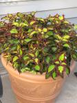 Coleus