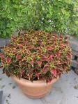 Coleus