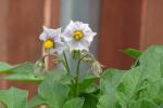 Potato Flowers