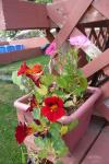 Nastursiums and Petunias