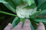 Cauliflower