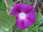 Another Morning Glory, different colour. 05 July 2011