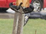 Starlings and Downy Woodpecker