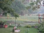 3 fawns through kitchen window