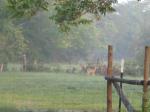 barely can see 2 of the fawn
