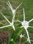 White Spider Lily