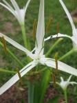 White Spider Lily