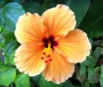 hibiscus- gives lots of flowers