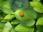 Strange butterfly  on Hosta