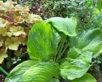 Hosta named  Sub & Substance.