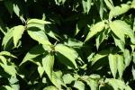 close up of leaves