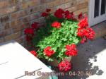 Red Geranium - 04-20-09