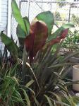 what plant is this?