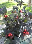 Black Pearl Ornamental Pepper