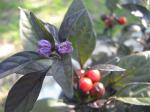 Black Pearl Ornamental Pepper