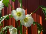 Looks like a Hollyhock flower.