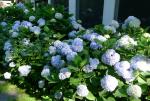 Nikko Blue Hydrangeas