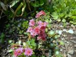 Hens & chicks in bloom.