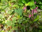 Fern leaf bleeding heart.