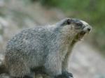 Whistler BC. named after this marmot.