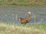 Black bellied whistler duck