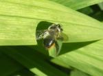 A leaf cutter bee.